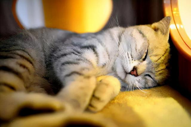 和貓咪睡覺要注意什麼（跟貓咪睡覺有這5個好處和4個壞處）6