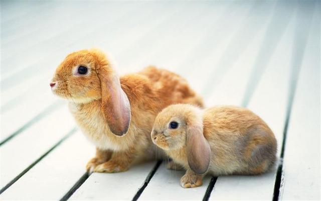 一般兔子養多久可以吃（純牛奶能喂剛出生的兔子嗎）1