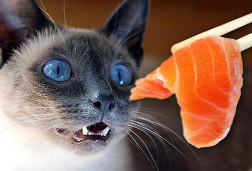 貓咪不能吃的食物超全整理