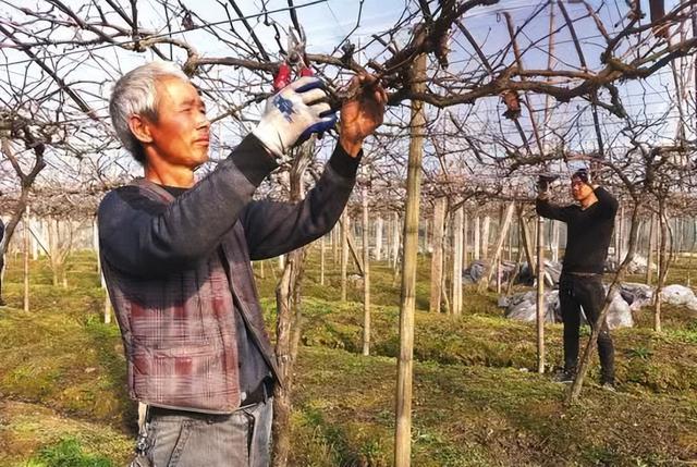 葡萄種植技術管理方法（手把手教你葡萄種植技術）2