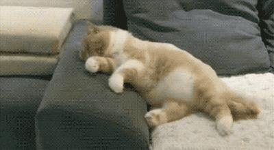 貓咪為什麼喜歡像人一樣睡覺（貓咪喜歡和人睡覺）5