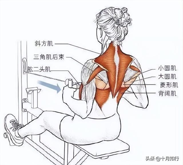 5個動作提升背部肌肉（這個夏天如何擁有迷人美背）8
