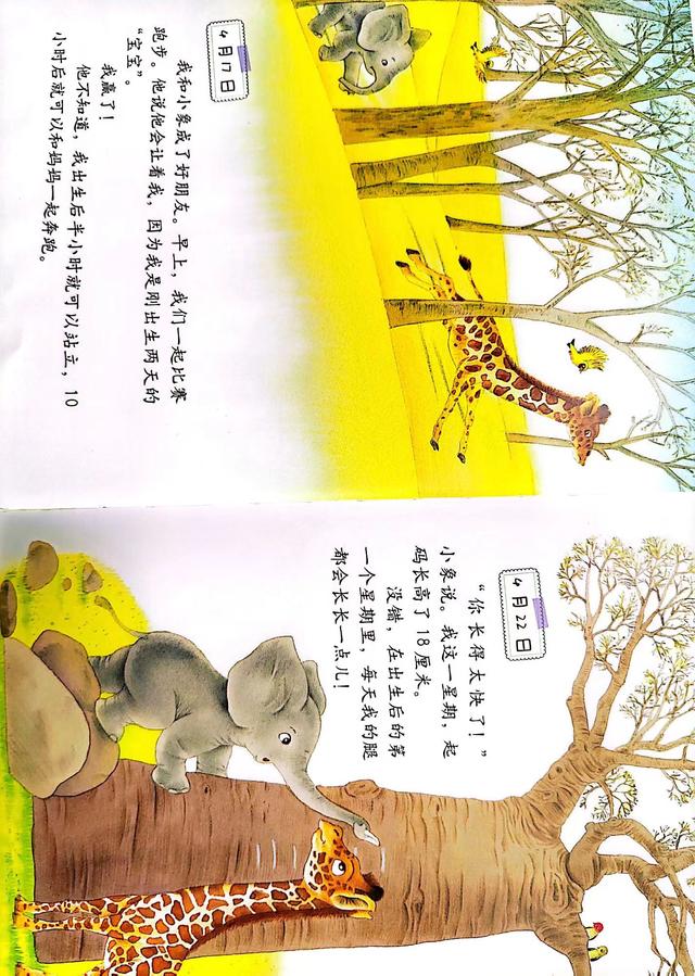 長頸鹿兒童繪本故事（有聲繪本小長頸鹿的日記長頸鹿的科普知識）6
