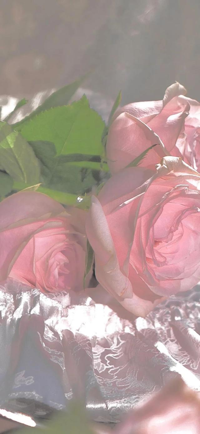 粉紅色的玫瑰的花語是什麼（你知道粉色玫瑰的花語是什麼嗎）9