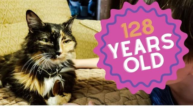 五個壽命最長的貓咪（世界上最長壽的貓咪）5