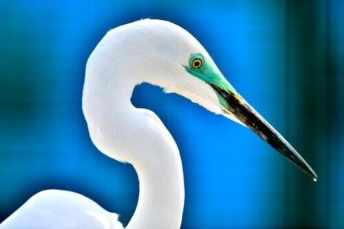 黃河口自然保護區鳥（鳥兒戀上黃河口）2