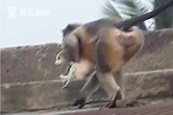小奶猴被公猴咬死（印度猴群為複仇1個月摔死250隻狗）2