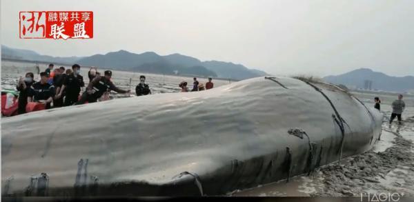 浙江象山19米長巨型抹香鲸擱淺（甯波象山擱淺鲸魚體長15米）1