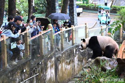 北京野生動物園有沒有大熊貓（深圳野生動物園大熊貓撒歡賣萌吸引遊客）1