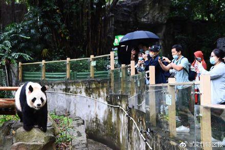北京野生動物園有沒有大熊貓（深圳野生動物園大熊貓撒歡賣萌吸引遊客）2