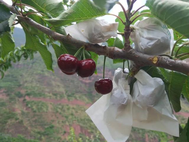 美麗的天水大櫻桃（所有人櫻桃季這枚天水大櫻桃讓你實現櫻桃自由）10