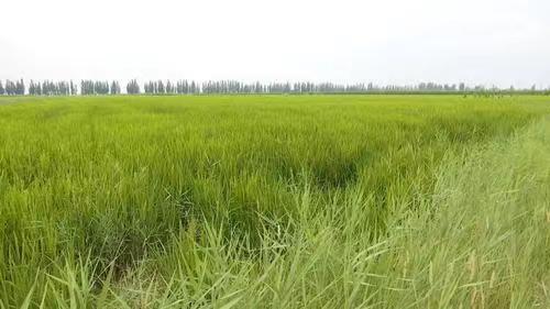 水田灌溉還存在什麼缺點（600畝稻田無法正常灌溉）2