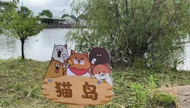上海流浪貓哪裡最多（上海竟有座貓島）3