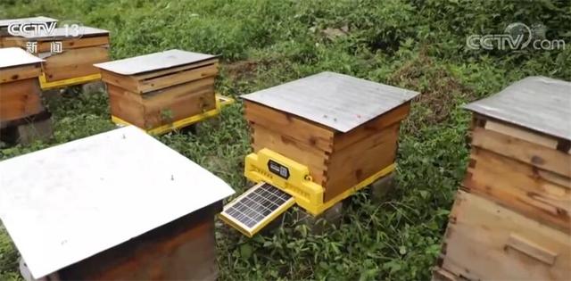四川萬源6.4萬蜂群進入取蜜期（四川萬源6.4萬蜂群進入取蜜期）2