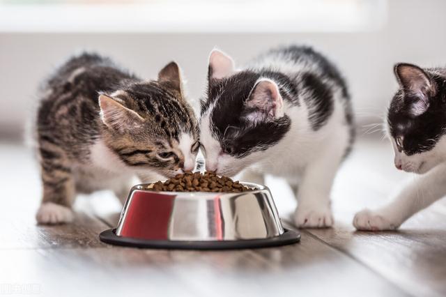 貓咪吃什麼幫助消化（都别給它們吃這些）7